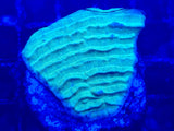 Neon Green Pavona Varians Coral Frag
