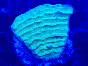 Neon Green Pavona Varians Coral Frag