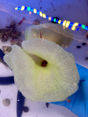 Green Carpet Anemone