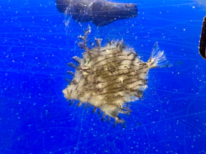 Tasseled Filefish