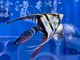 Half Black Veil Angelfish