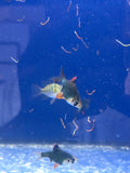 Green Tiger Barb