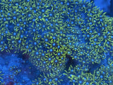 Neon Green Star Polyp (GSP)
