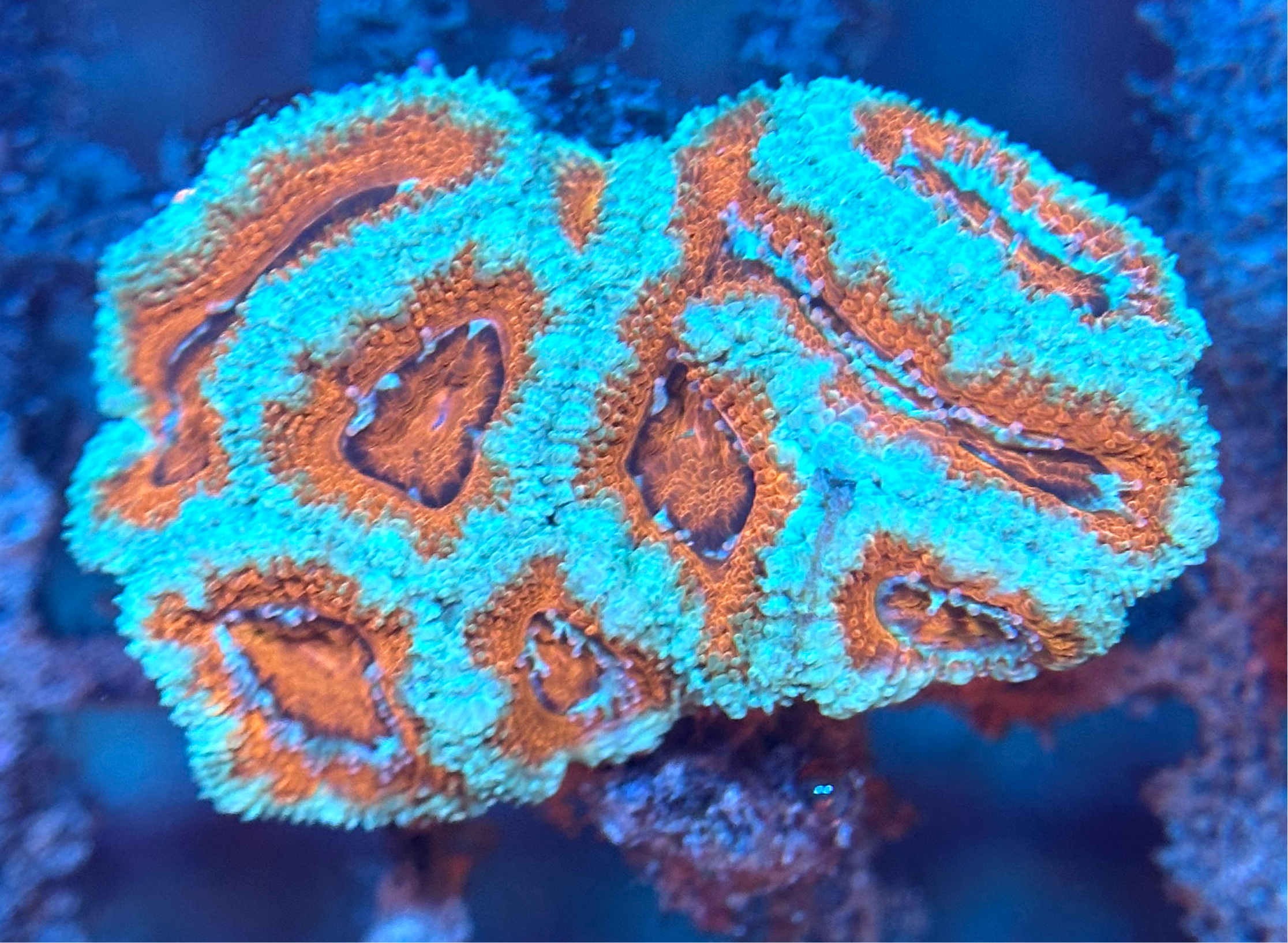 みっちゃん ♦︎14kgfレッドブラウンフォッシルコーラル Limited Edition Corals added a - Limited Edition Corals