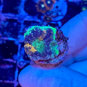 Green Acan Echinata