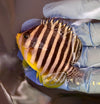 Multi Barred Angelfish