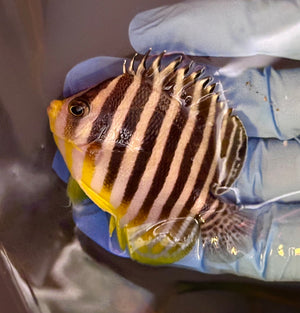 Multi Barred Angelfish