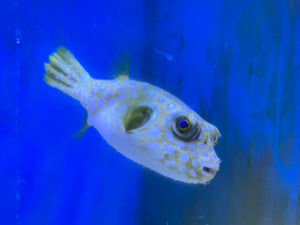Stars & Stripes Pufferfish