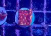 Blood Orange Leptoseris Coral