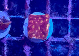 Blood Orange Leptoseris Coral