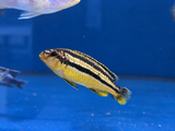 Golden Mbuna "Auratus cichlid" (Melanochromis auratus)