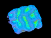 Green and Blue Maze Brain Favia