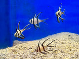 Banggai Cardinalfish (aka Kaudern's Cardinalfish)