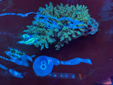 XL Acropora Colonies