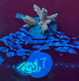 Small Acropora Colonies