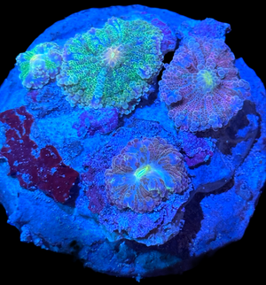 Mixed Variety Yuma Coral
