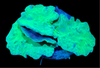 Green Cabbage Leather