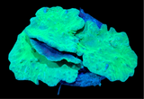 Green Cabbage Leather