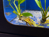Dwarf Panda Cichlid