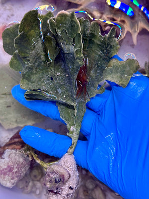 Mermaid's Fan Calcareous Macroalgae