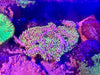 Branching Green Star Polyp (GSP)