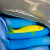 Yellow Goatfish