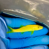 Yellow Goatfish