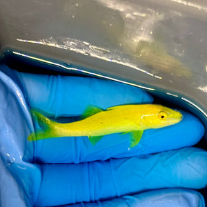 Yellow Goatfish