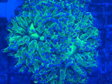 Blue Tip Green Frogspawn Coral