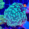 Green Hammer Coral