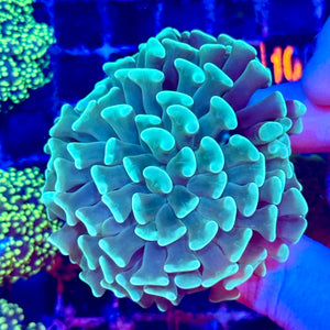 Green Hammer Coral
