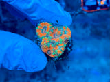 Red Acanthastrea Lordhowensis Frag