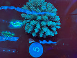 XL Acropora Colonies