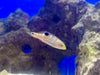 Puddingwife Wrasse