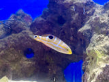 Puddingwife Wrasse