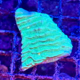 Neon Green Pavona Varians Frag