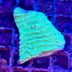 Neon Green Pavona Varians Frag