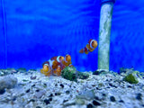 ORA Aquaculture Clownfish