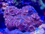Assorted Zoanthus