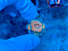 Red Acanthastrea Lordhowensis Frag