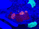 Red Discosoma Mushroom Coral