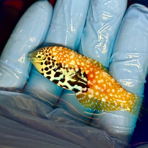 Divided Leopard Wrasse