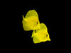 BIOTA Yellow Tang, Hawaii