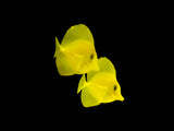 BIOTA Yellow Tang, Hawaii