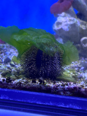 Tuxedo Urchin