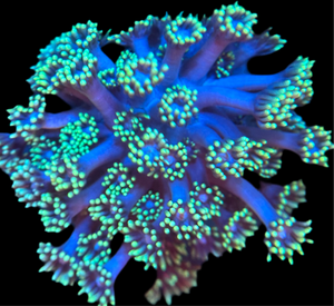 Blue Eye Green Tip Goniopora Frag