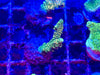 Green Acropora Millepora
