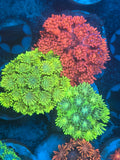 Premium Misc Goniopora