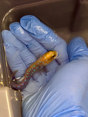 Blue Dot Jawfish