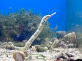 Dragonface Pipefish